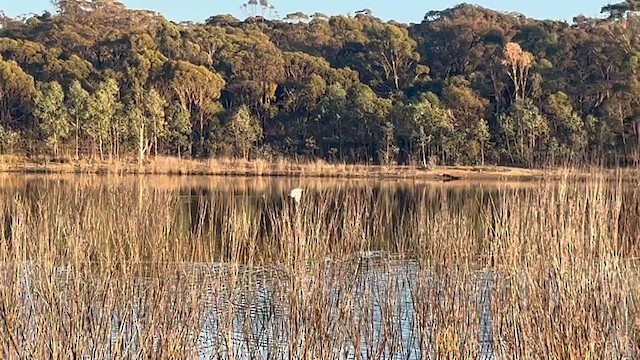 Little Egret (Australasian) - ML633560712