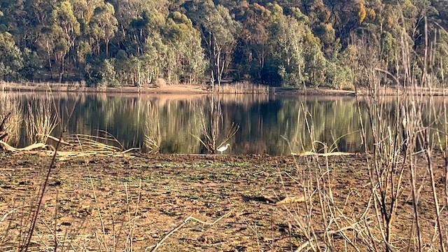 Little Egret (Australasian) - ML633560713
