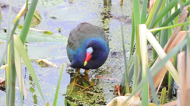 Purple Gallinule - ML633560775