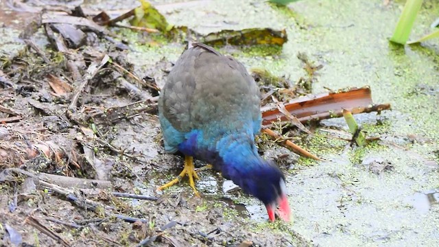 Purple Gallinule - ML633560777
