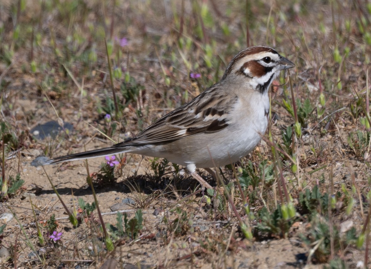 Lark Sparrow - ML633560808