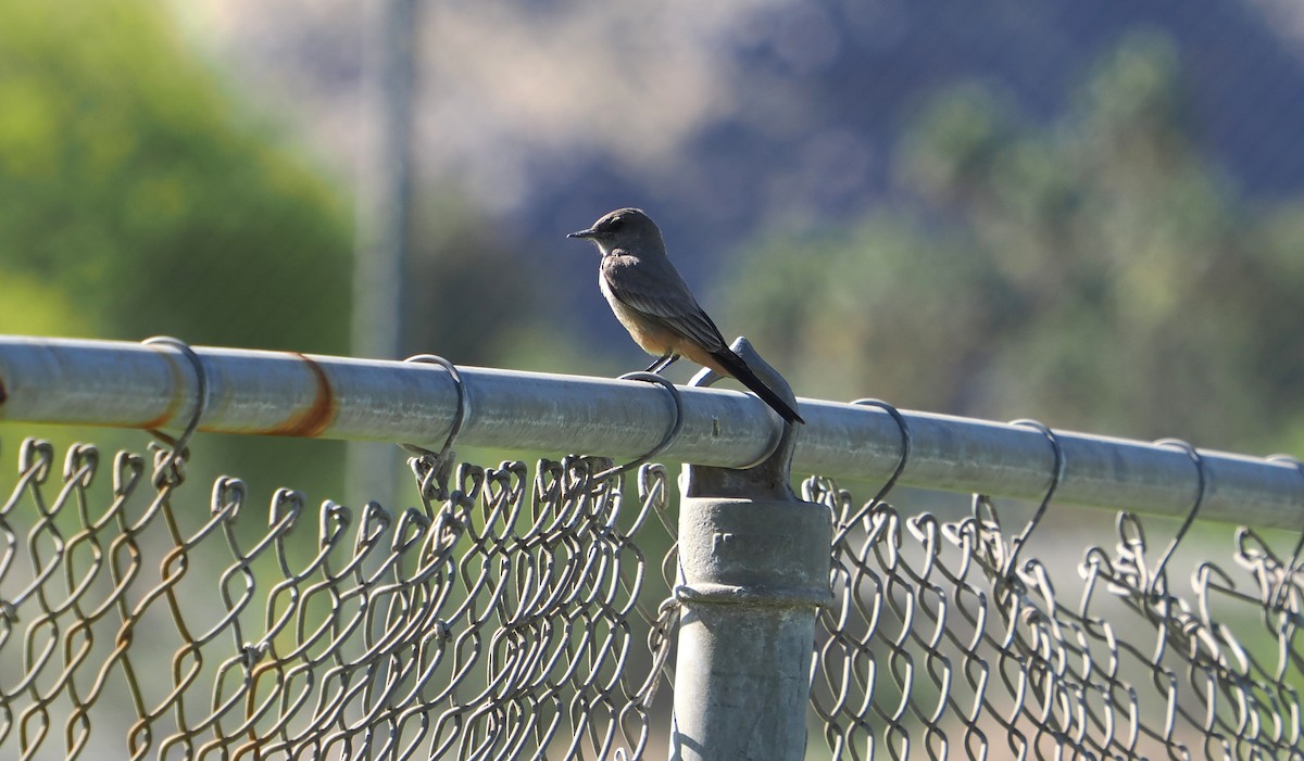 Say's Phoebe - ML633560862