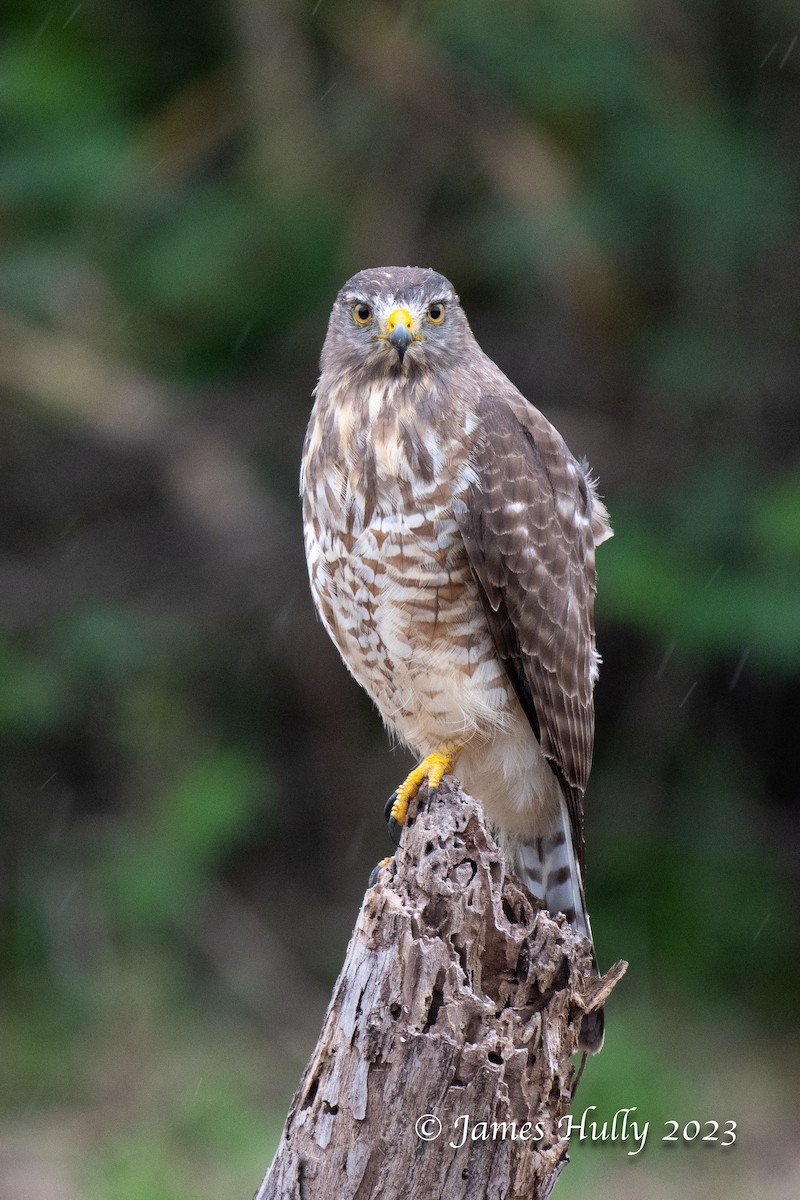 Roadside Hawk - ML633561080