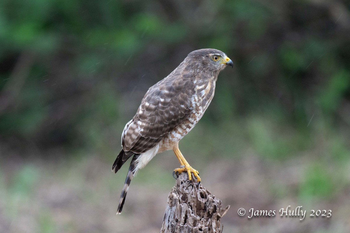 Roadside Hawk - ML633561096