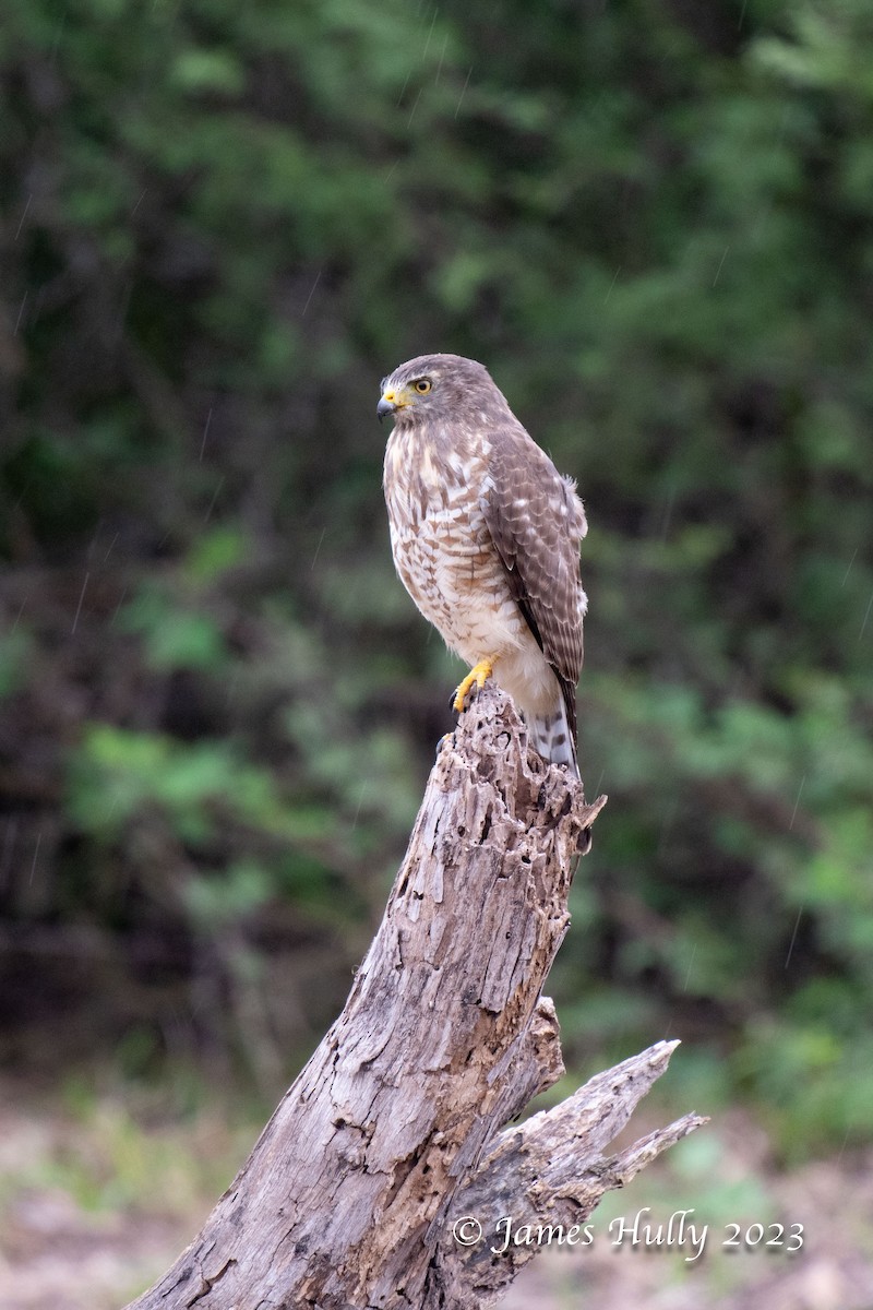 Roadside Hawk - ML633561100