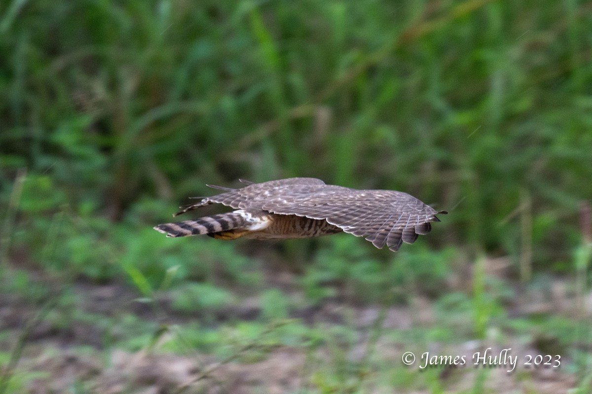 Roadside Hawk - ML633561102
