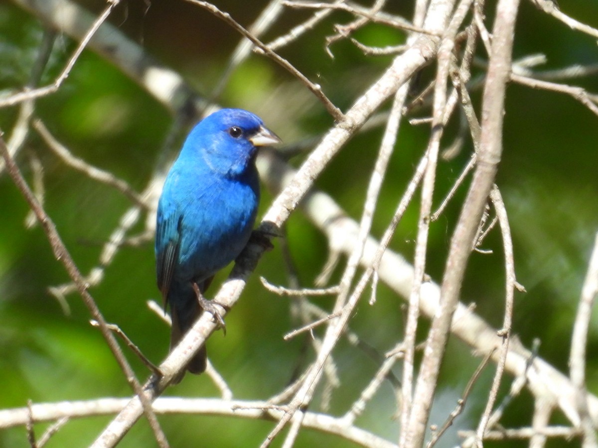 Indigo Bunting - ML633561143