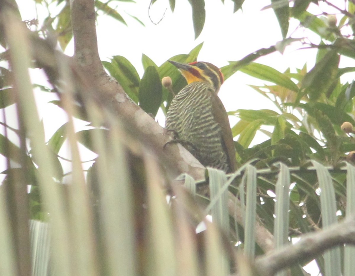 White-browed Woodpecker - ML633561162