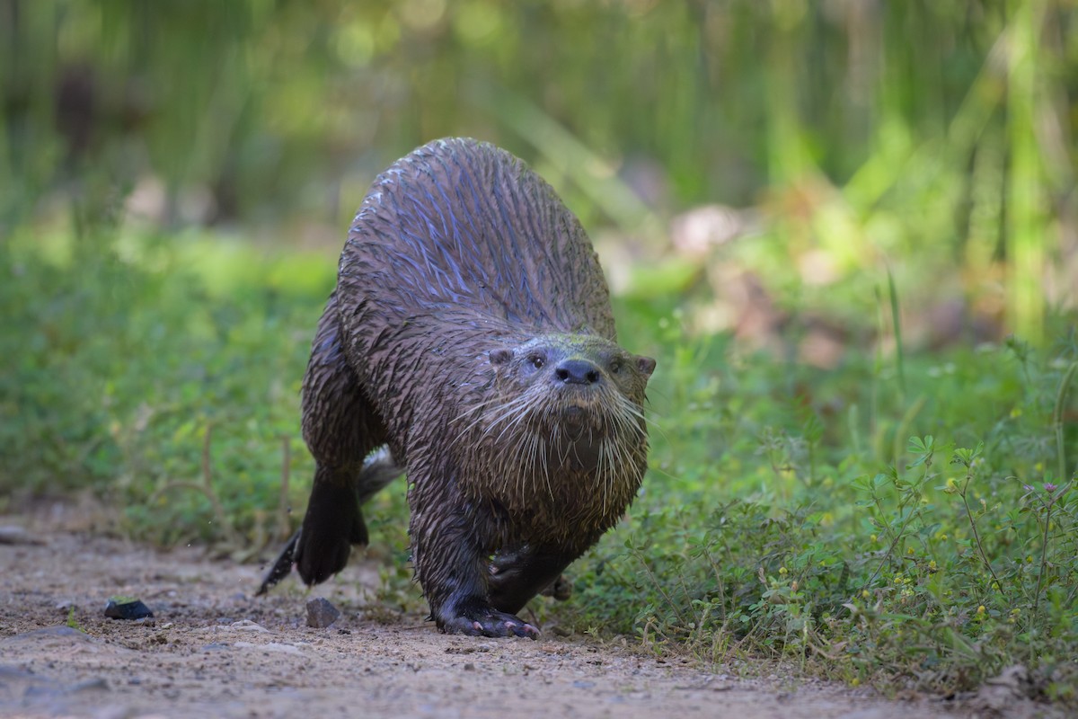 North American River Otter - Graham Gerdeman