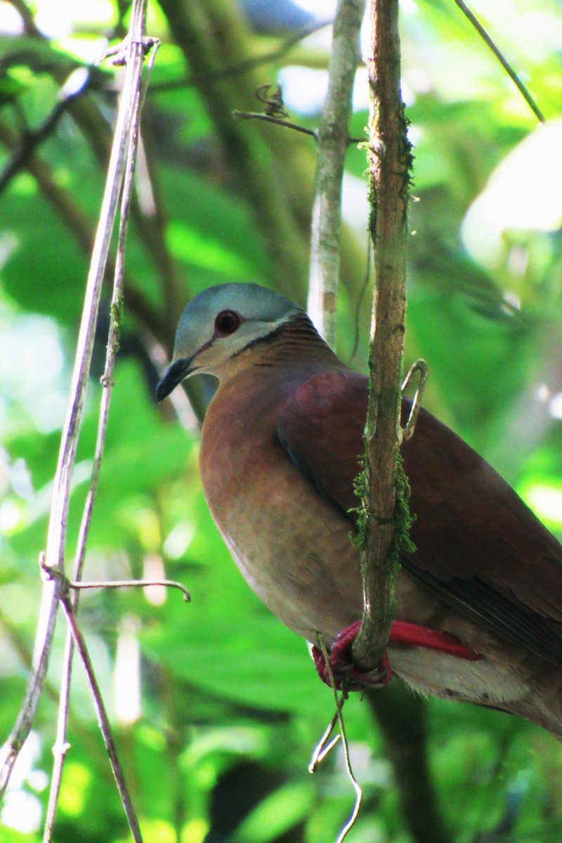 Chiriqui Quail-Dove - ML633561249