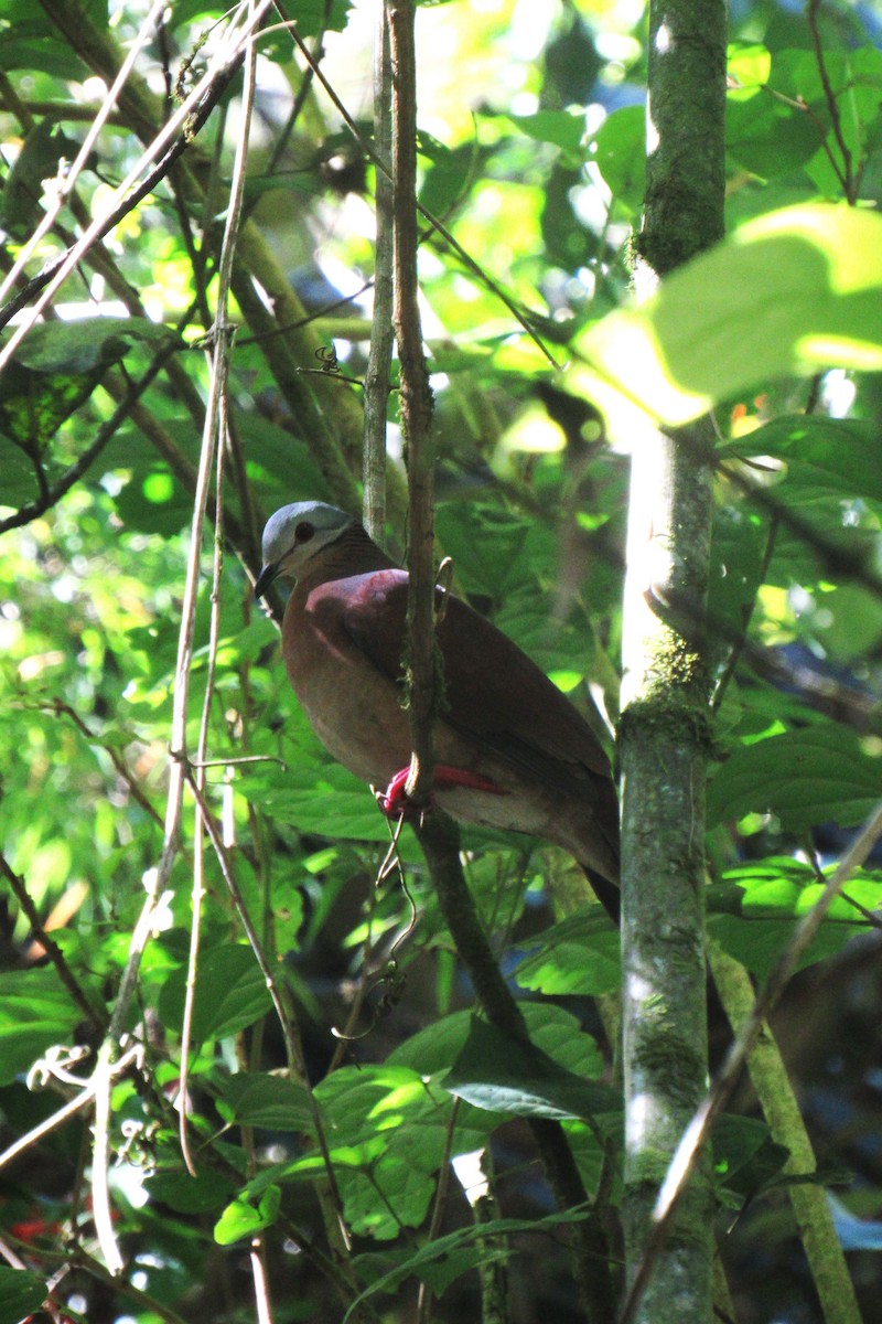 Chiriqui Quail-Dove - ML633561289