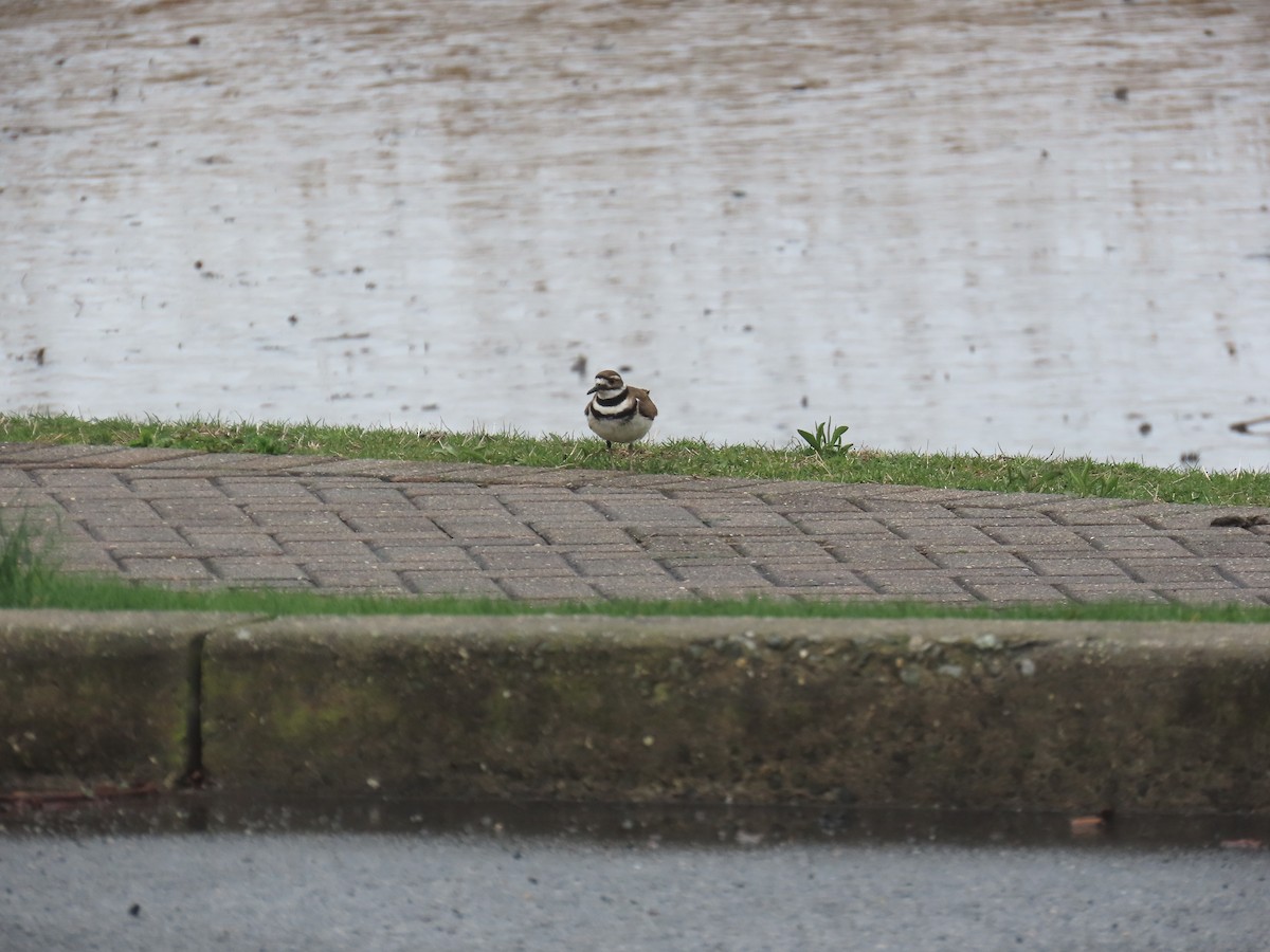 Killdeer - ML633561526