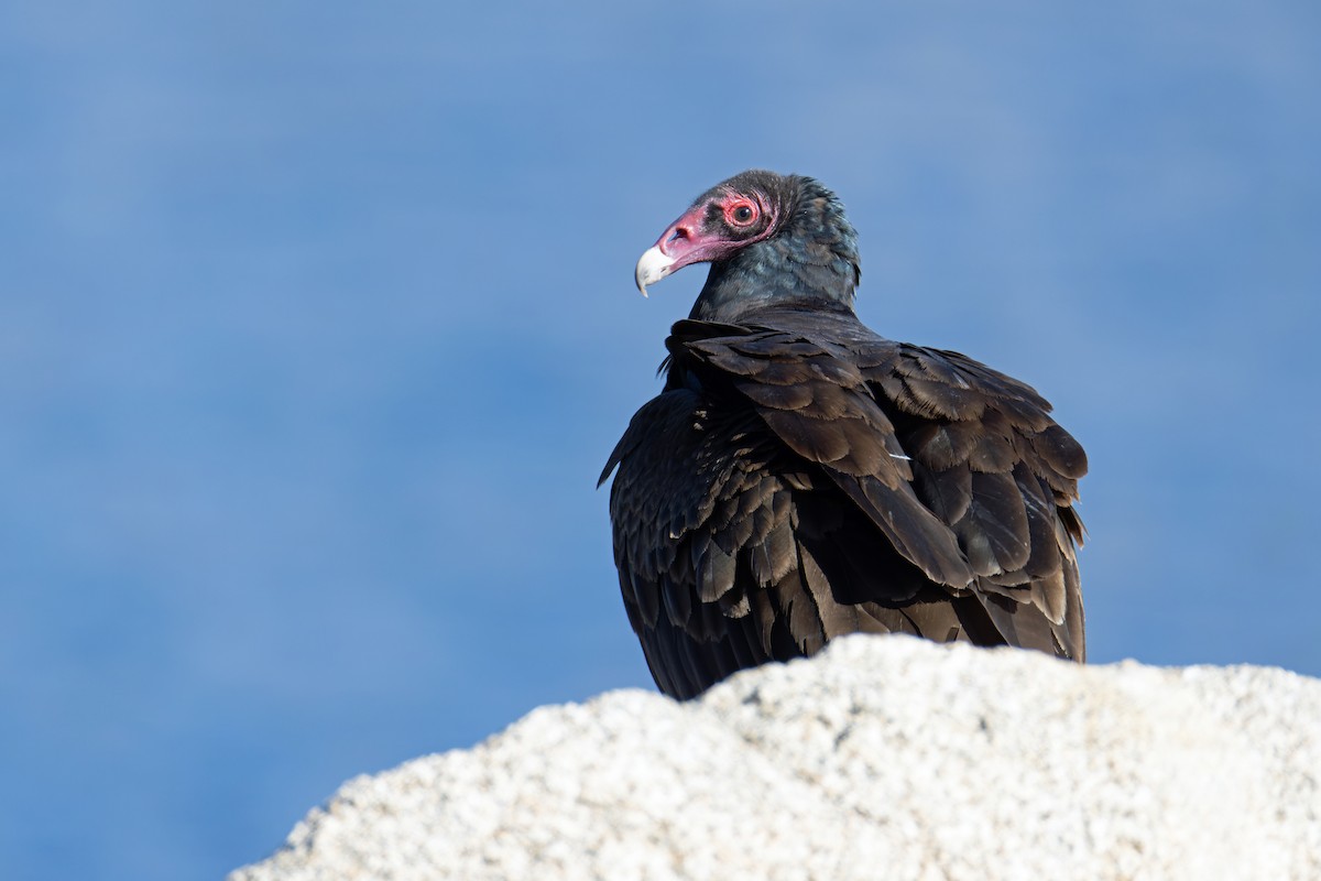 Turkey Vulture - ML633561580