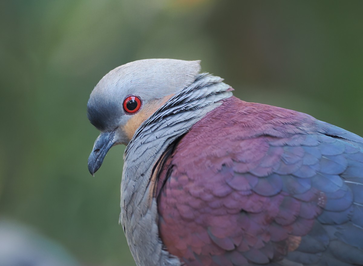 Crested Quail-Dove - ML633561597