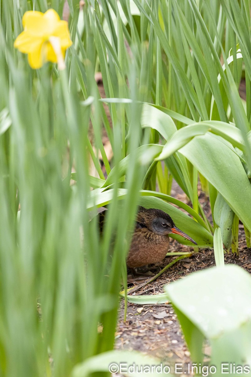Virginia Rail - ML633561598