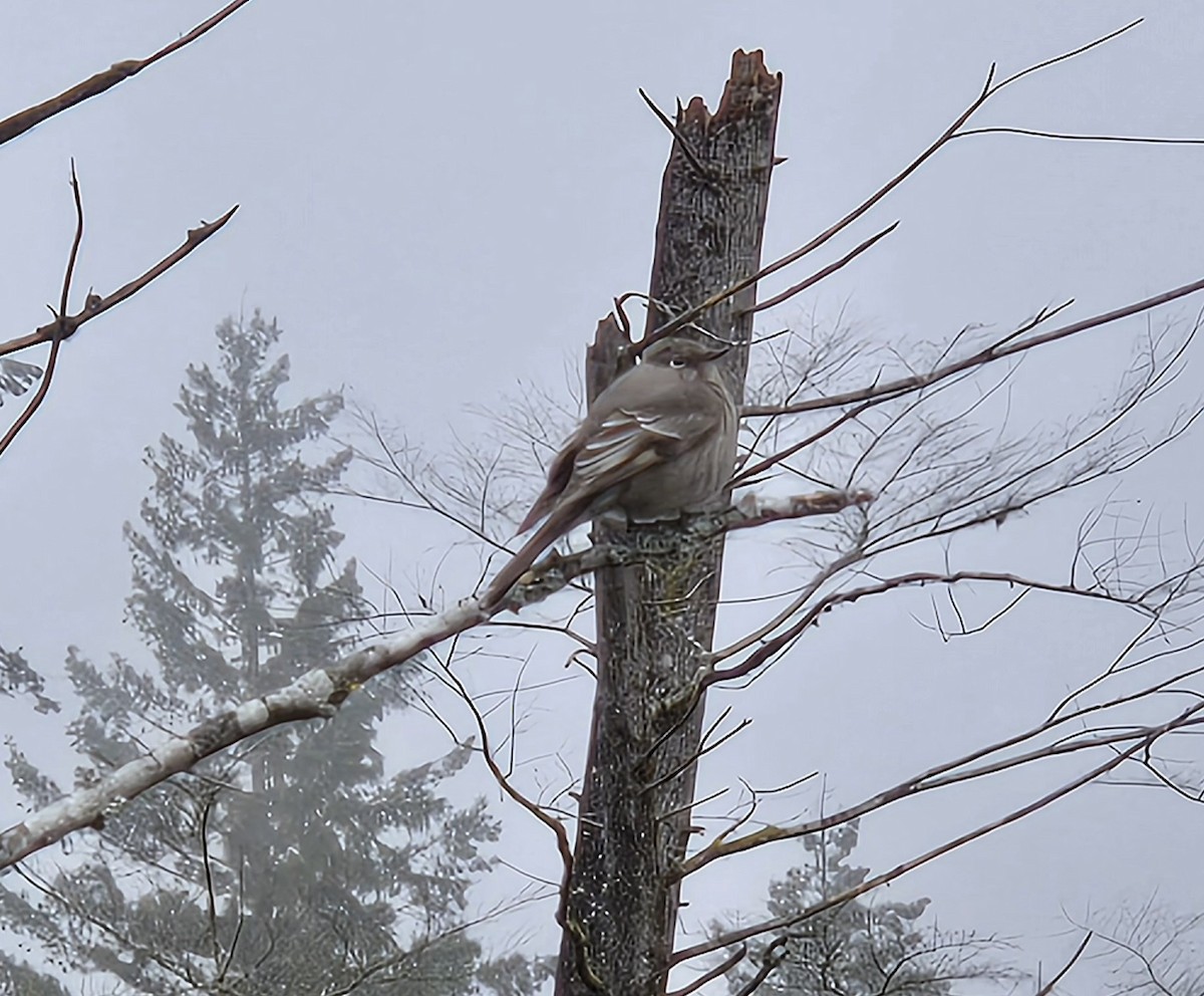 Townsend's Solitaire - ML633561608