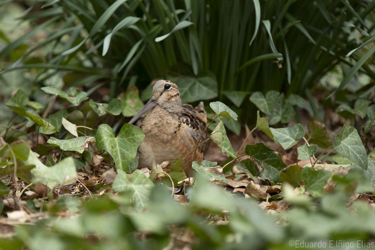 American Woodcock - ML633561626