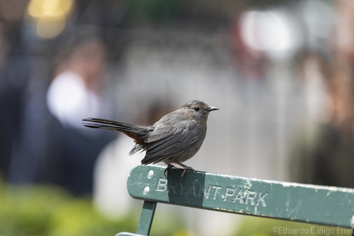 Gray Catbird - ML633561642