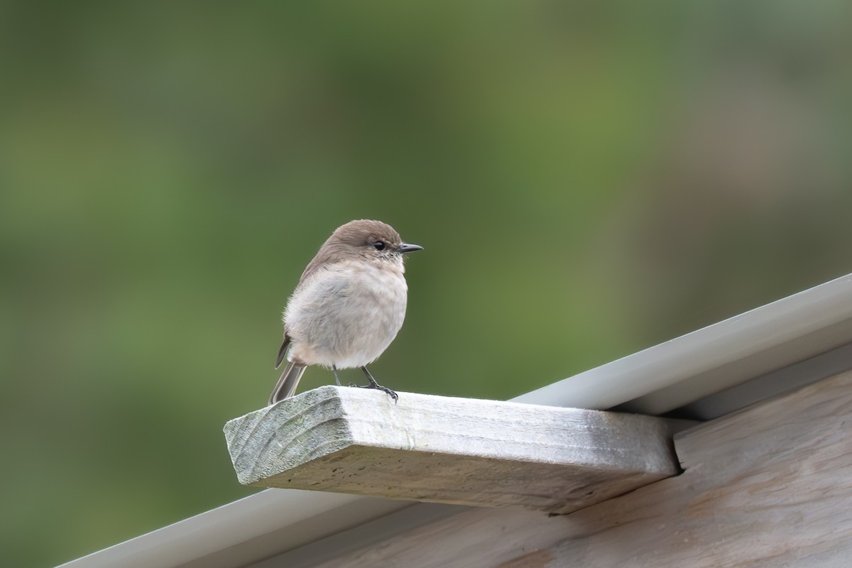 Dusky Robin - ML633561830