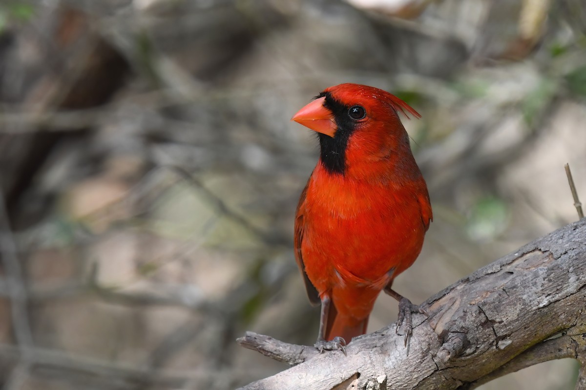 Northern Cardinal (Common) - ML633561870