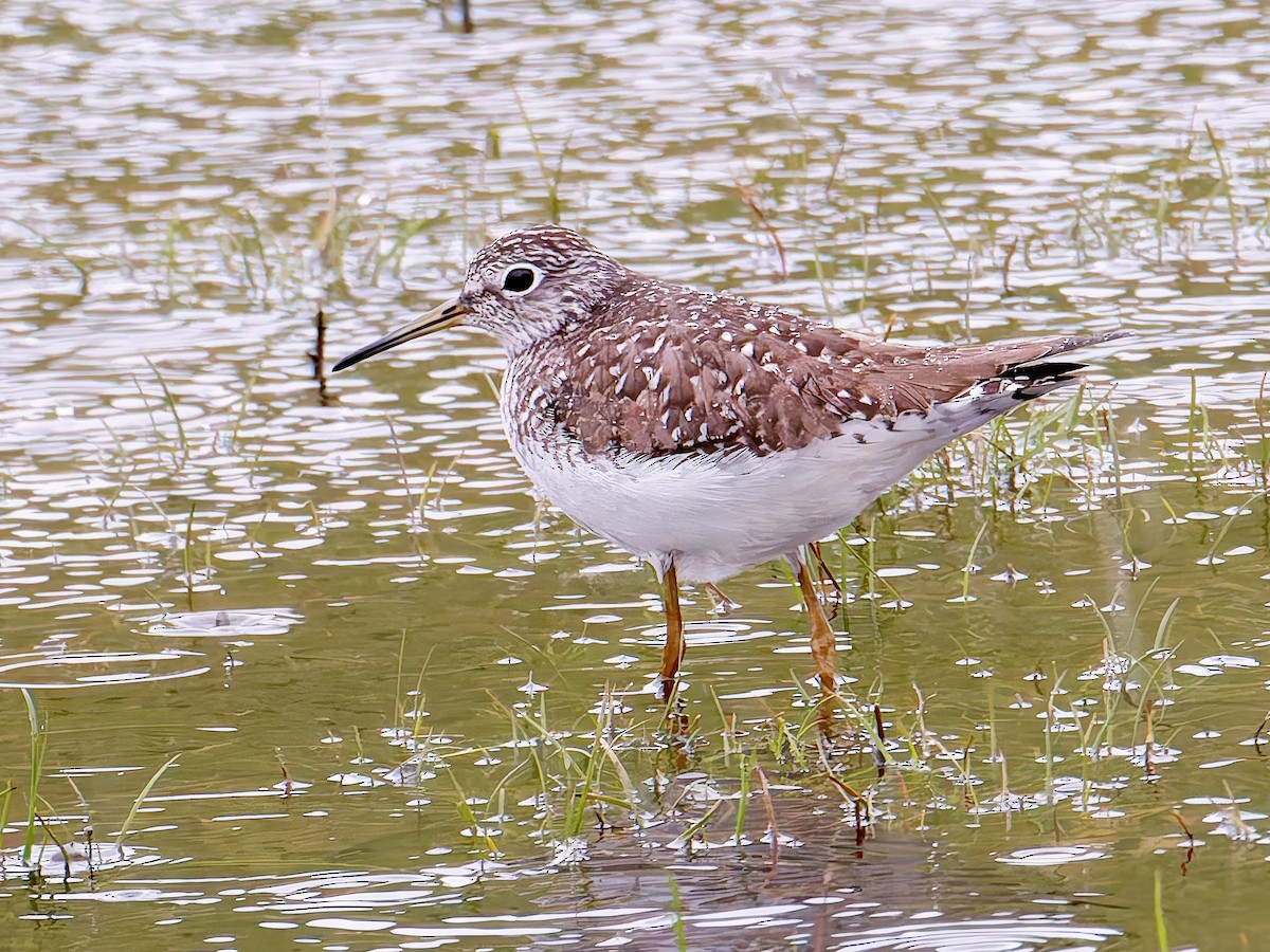 Solitary Sandpiper - ML633561872