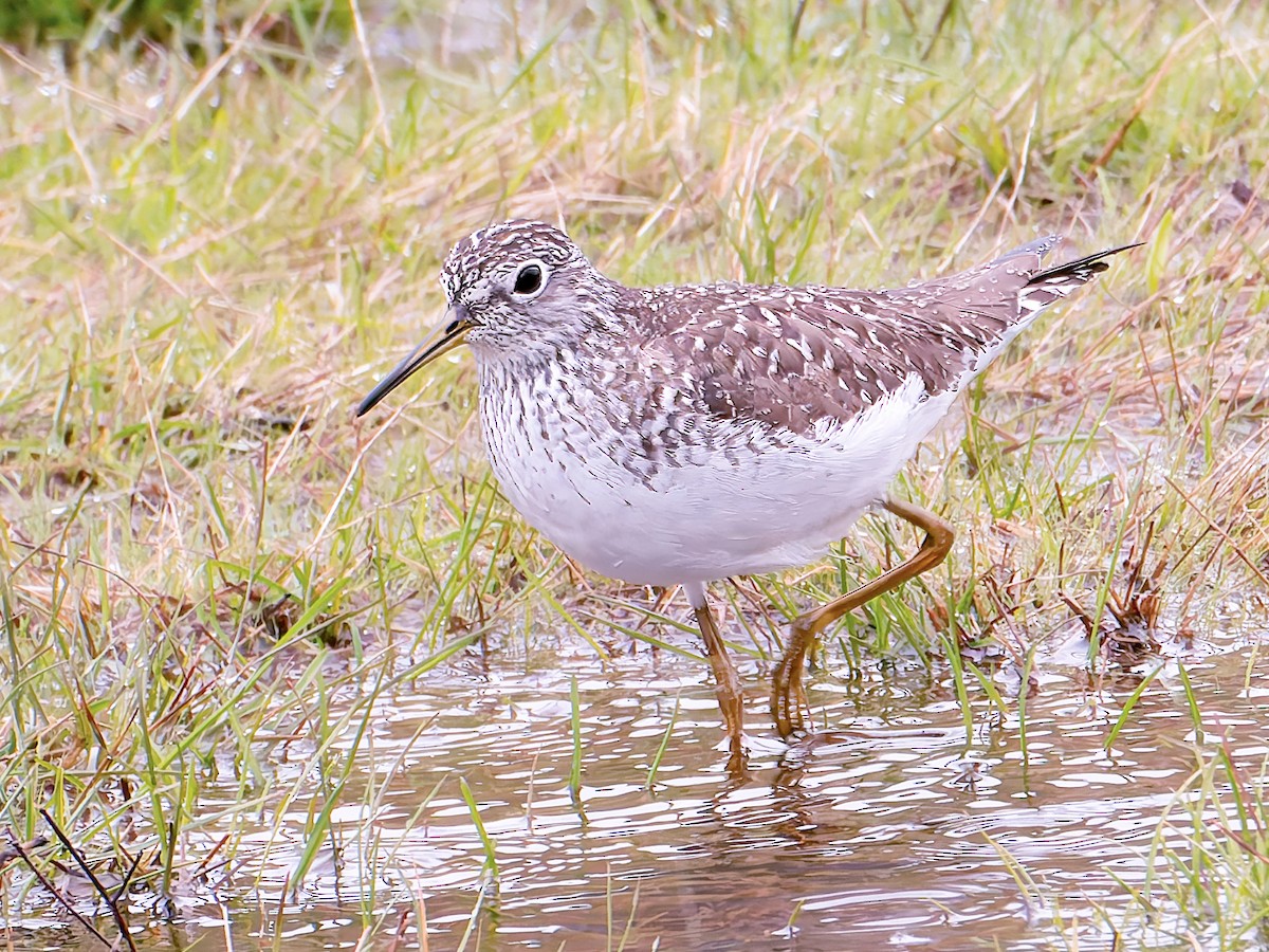 Solitary Sandpiper - ML633561874