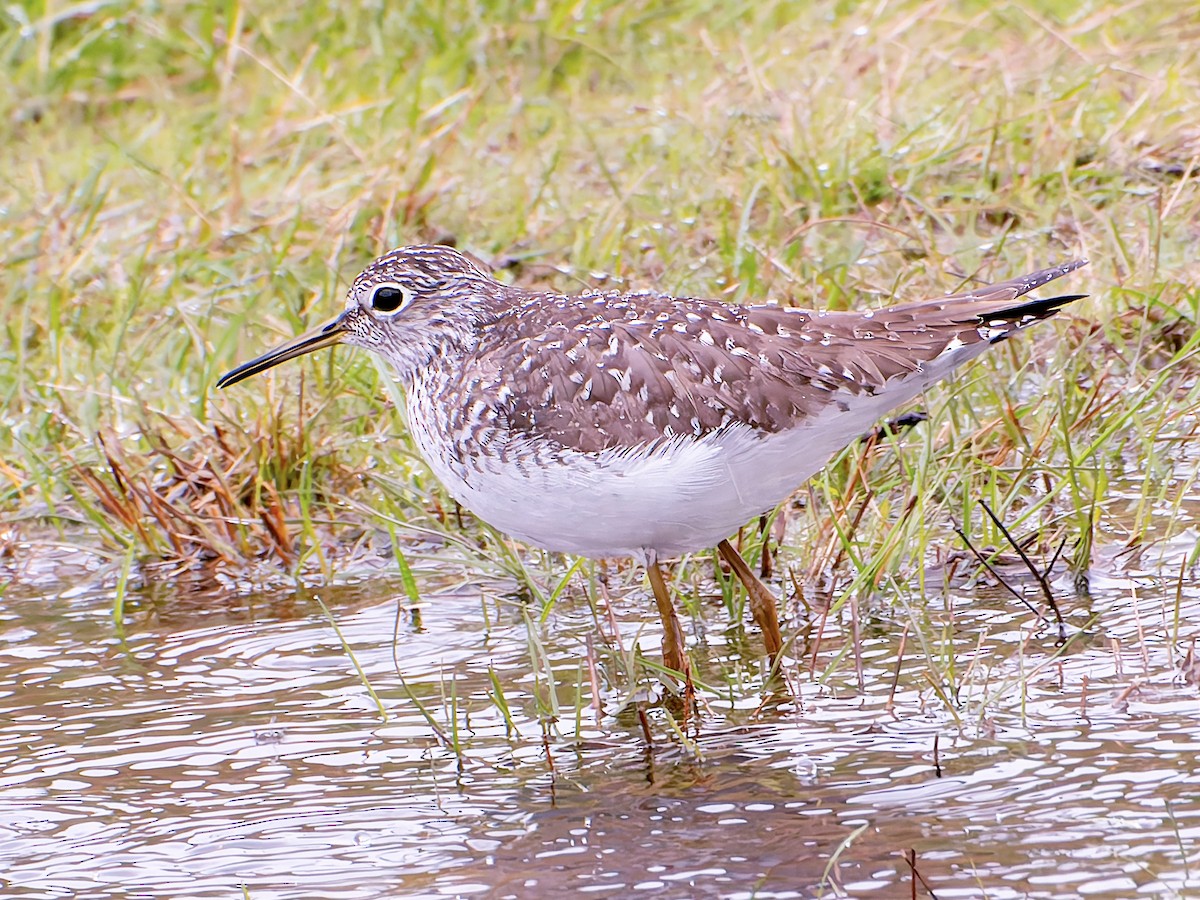 Solitary Sandpiper - ML633561878