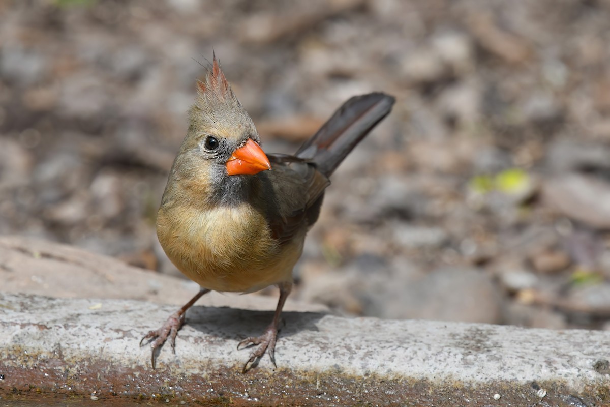 Northern Cardinal (Common) - ML633561889