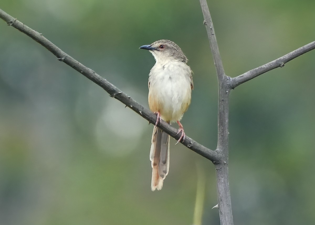 Annam Prinia - ML633561891