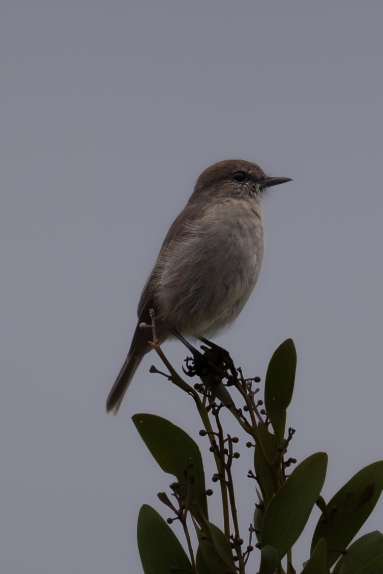 Dusky Robin - ML633561899