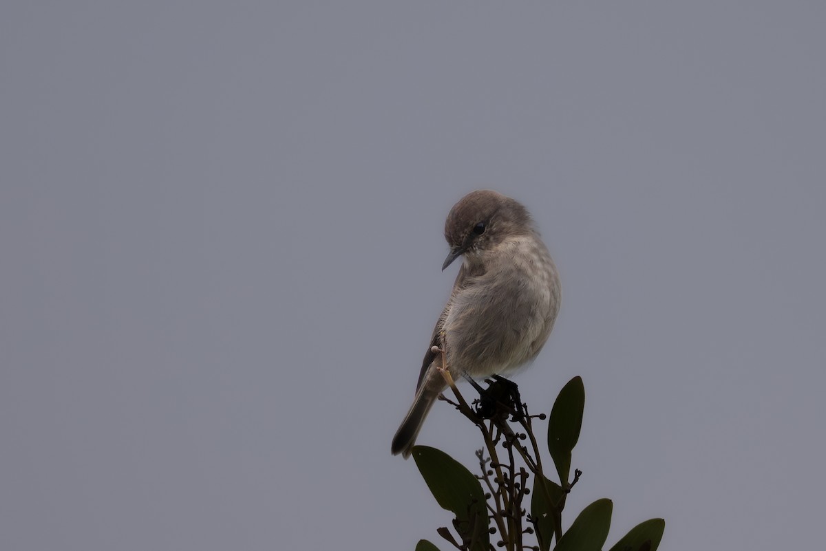 Dusky Robin - ML633561900