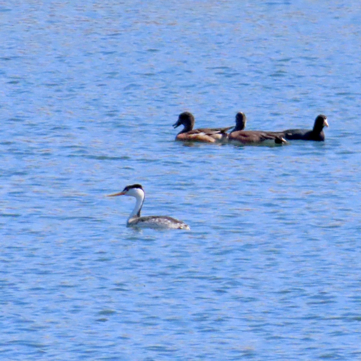Clark's Grebe - ML633561931