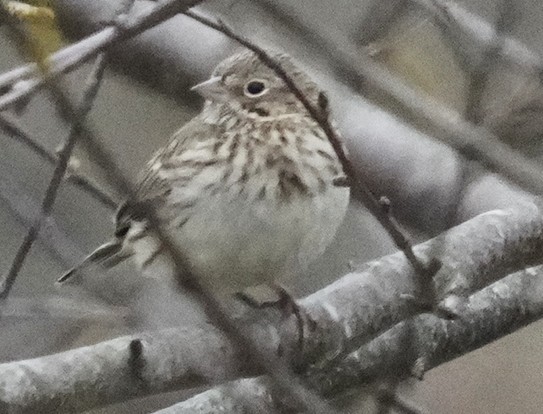 Vesper Sparrow - ML633561992