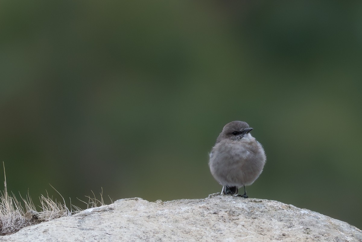 Dusky Robin - ML633562203