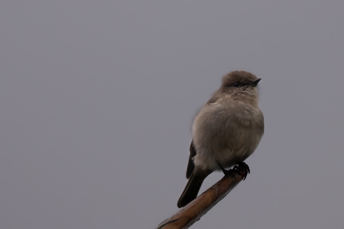 Dusky Robin - ML633562270
