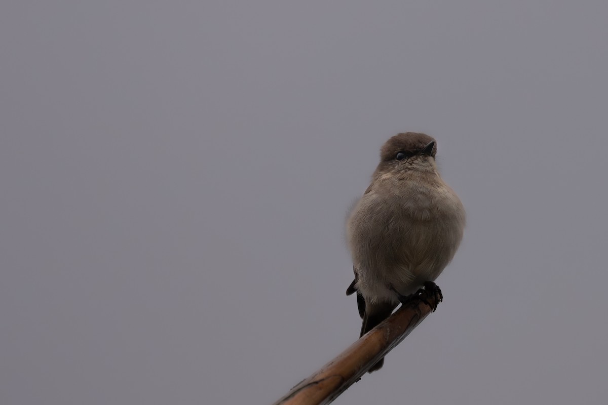 Dusky Robin - ML633562271