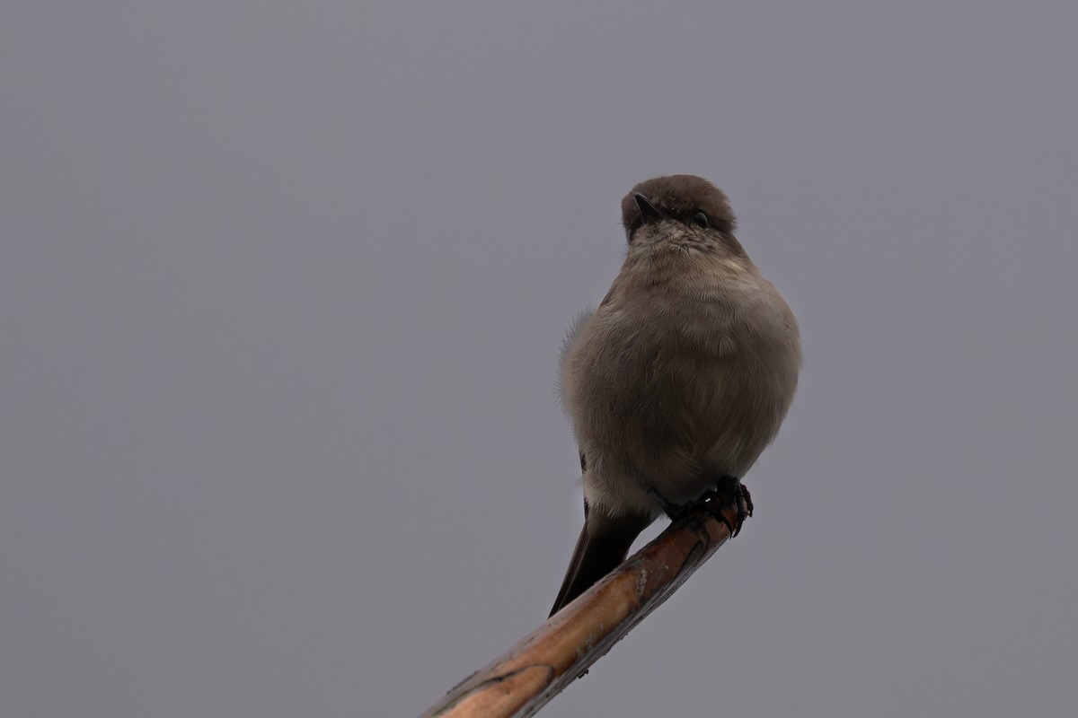 Dusky Robin - ML633562272