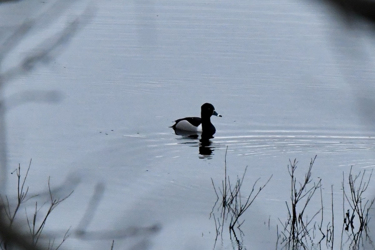 Ring-necked Duck - ML633562384