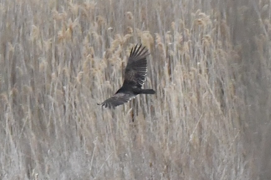 Turkey Vulture - ML633562415