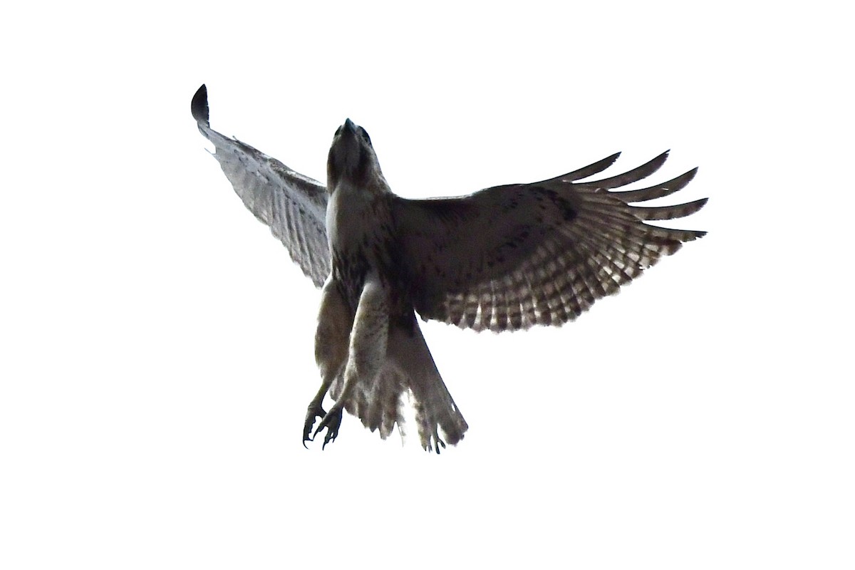 Red-tailed Hawk - ML633562425