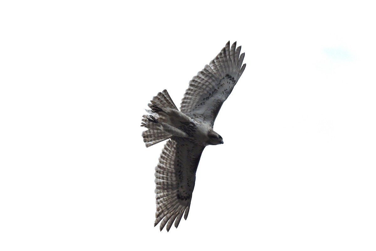 Red-tailed Hawk - ML633562426