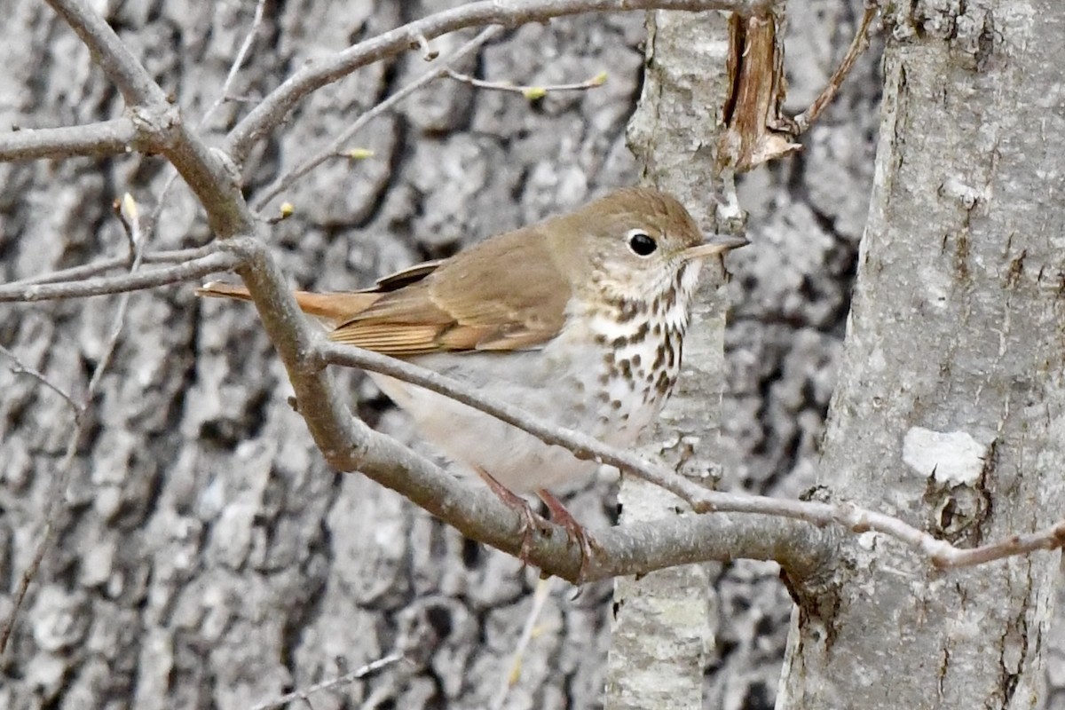 Hermit Thrush - ML633562458