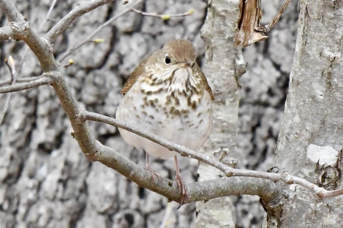 Hermit Thrush - ML633562459