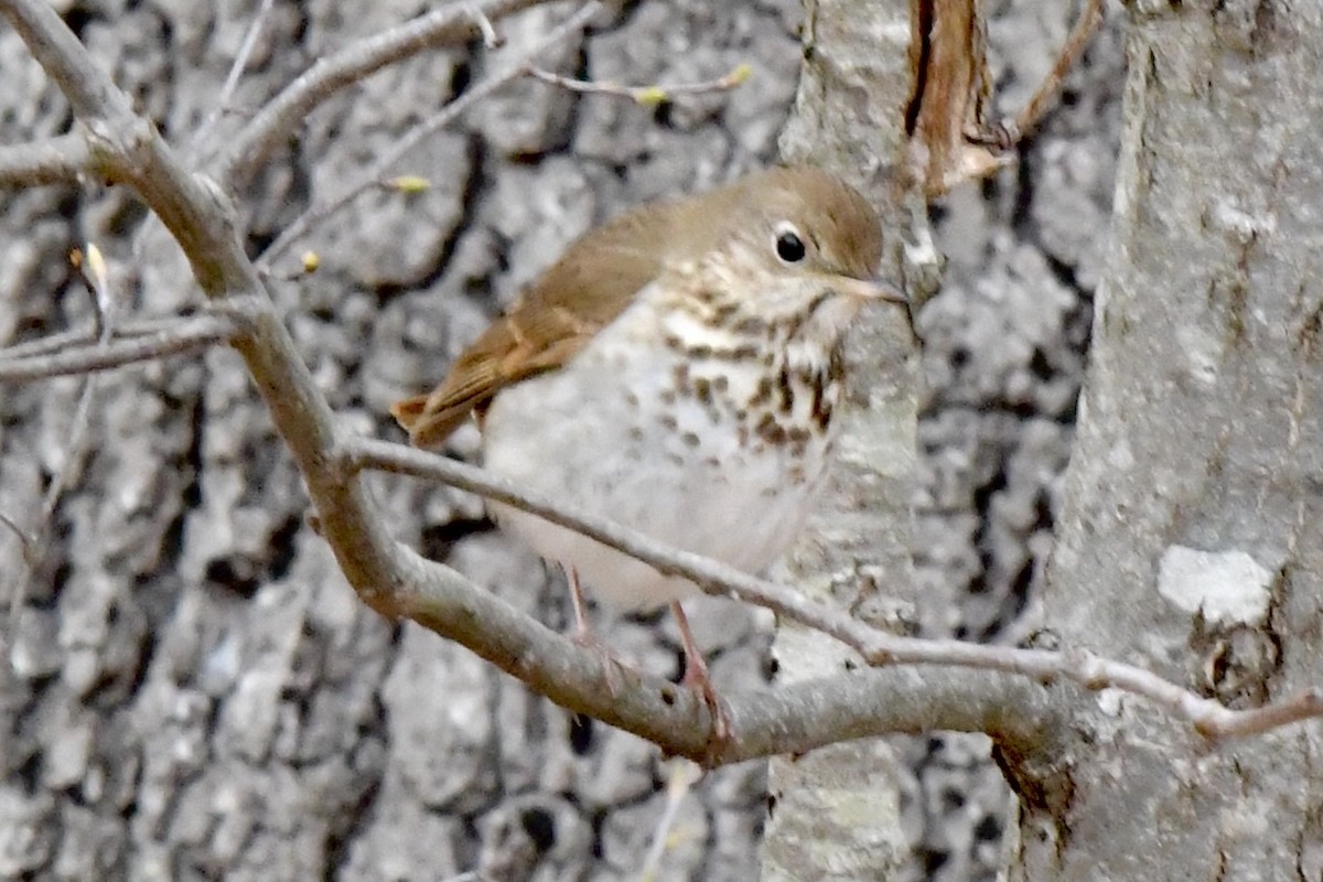 Hermit Thrush - ML633562460