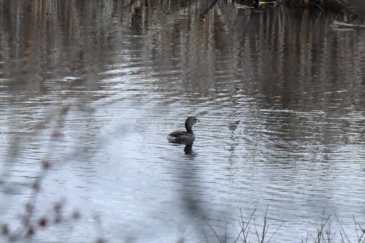 Pied-billed Grebe - ML633562532
