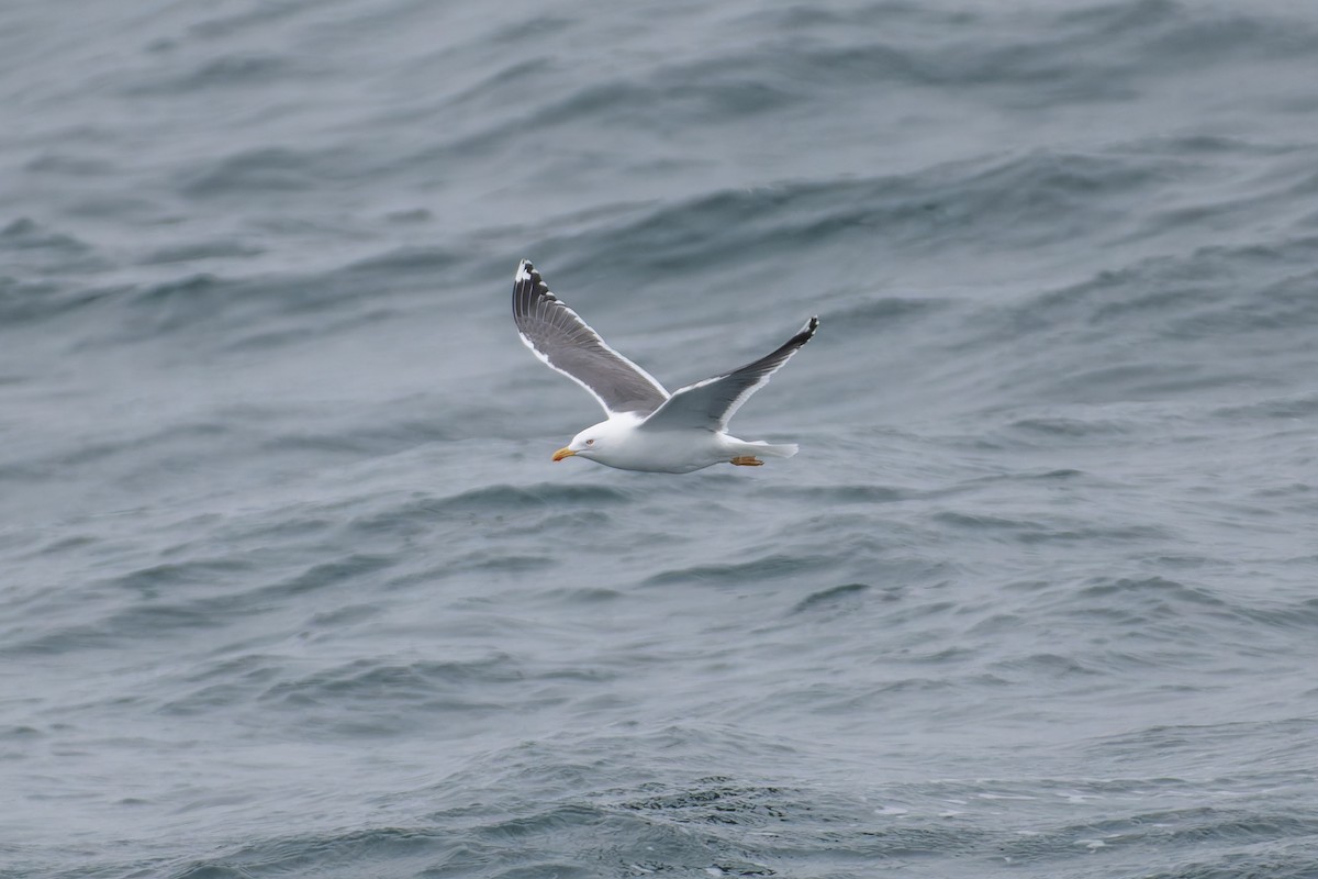 Lesser Black-backed Gull - ML633562584