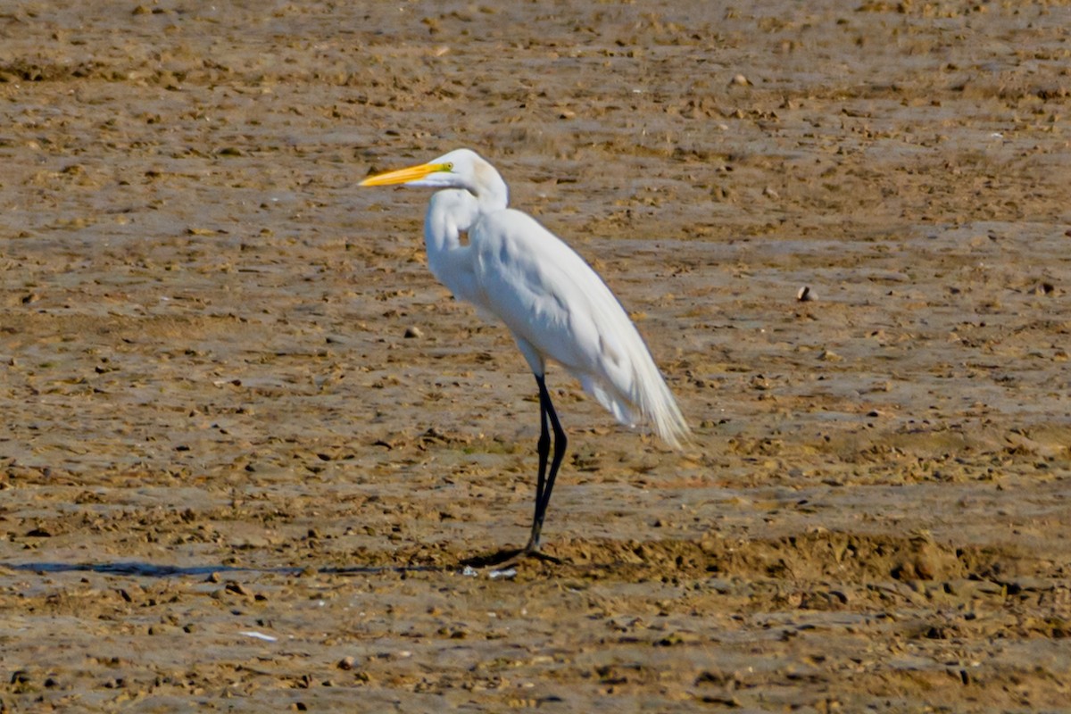Great Egret - ML633562632