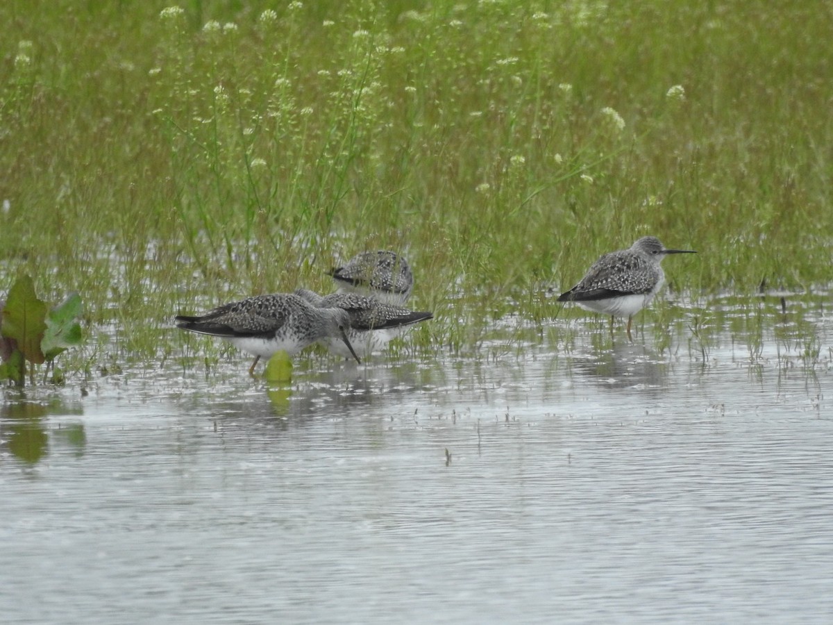 Greater Yellowlegs - ML633562707