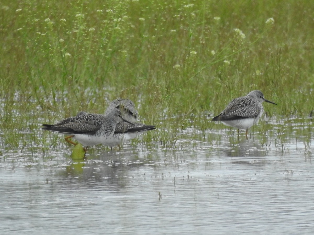 Greater Yellowlegs - ML633562708