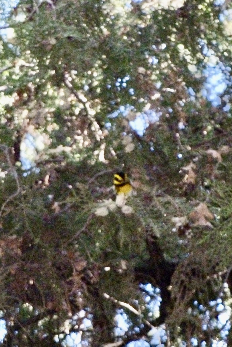 Townsend's Warbler - ML633562713